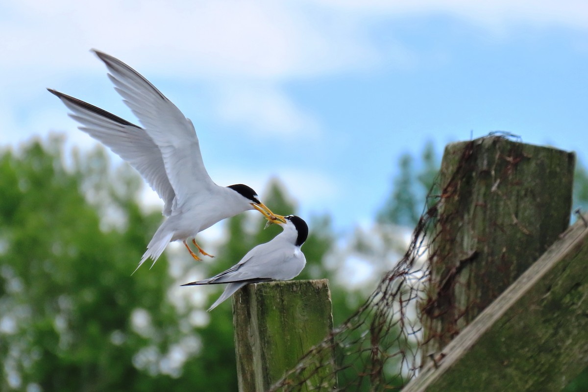Least Tern - ML636438185