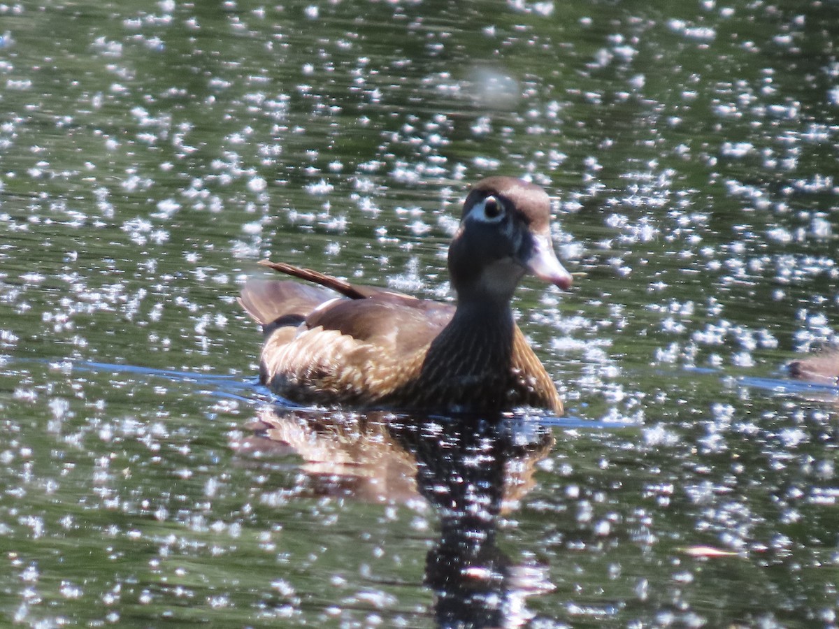 Wood Duck - ML636438192