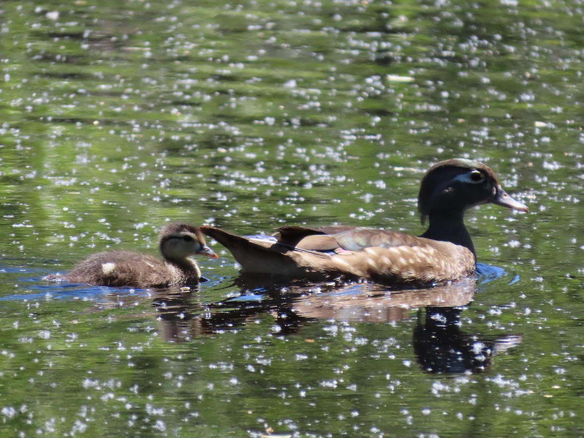 Wood Duck - ML636438193
