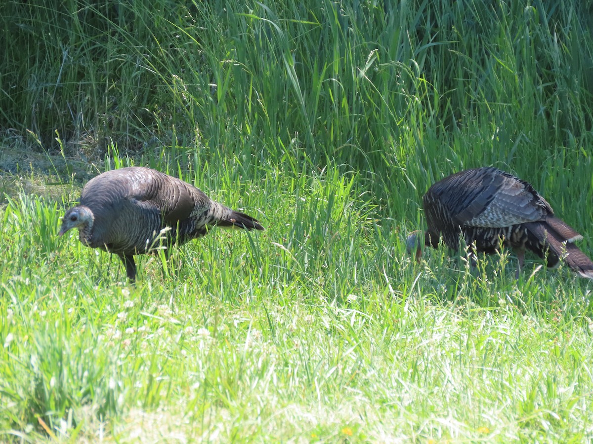 Wild Turkey - ML636438216