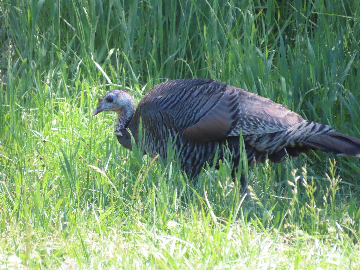 Wild Turkey - ML636438217