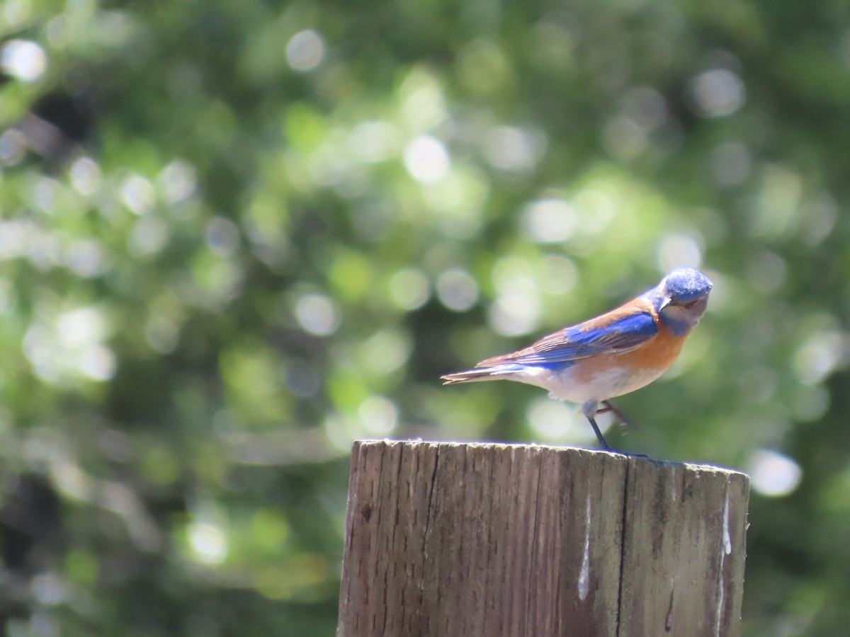 Western Bluebird - ML636438259