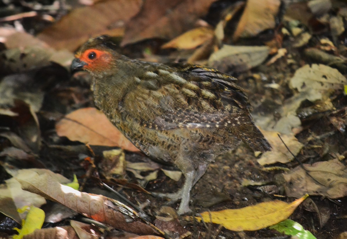Marbled Wood-Quail - ML636438275