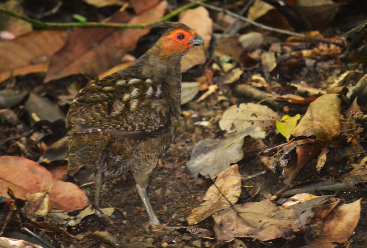 Marbled Wood-Quail - ML636438276