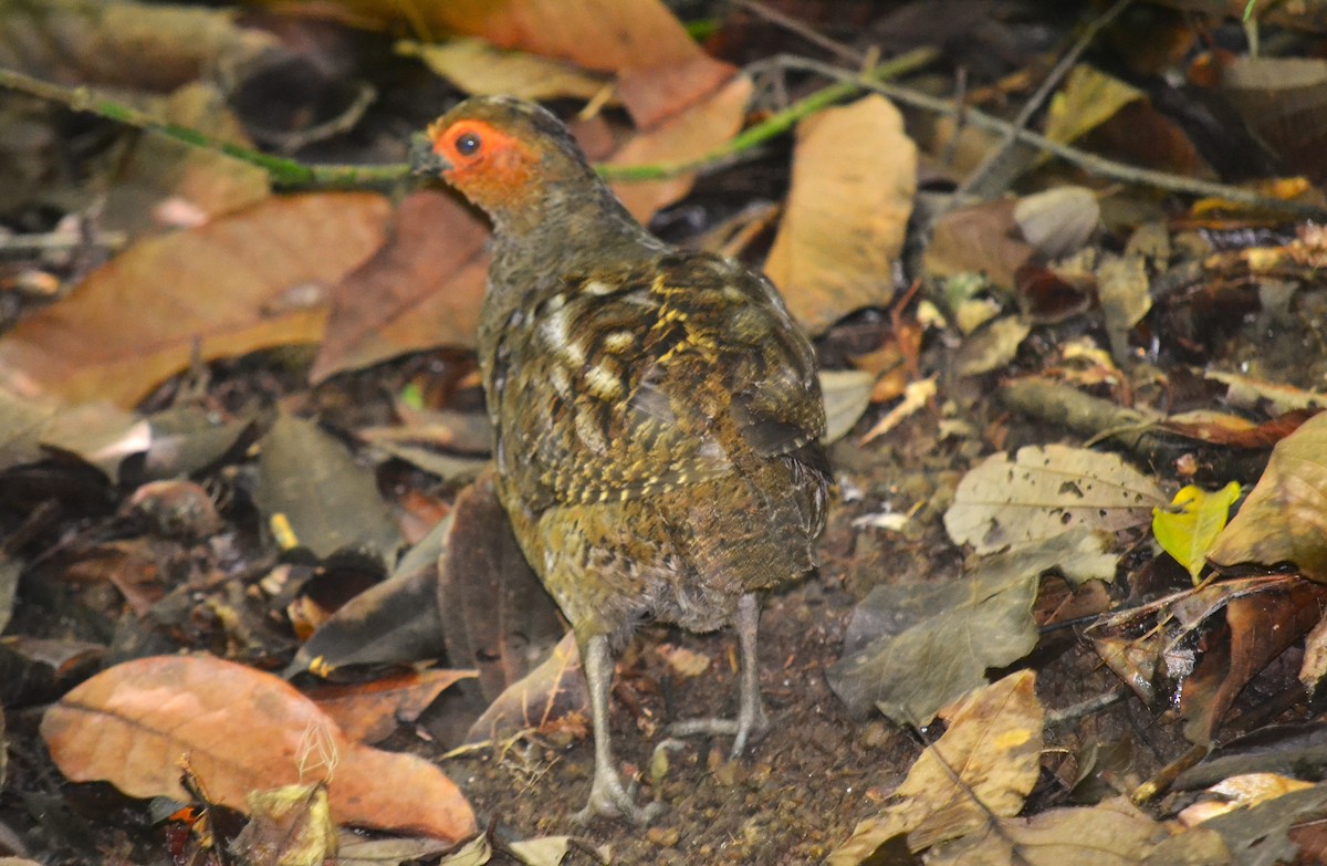 Marbled Wood-Quail - ML636438277