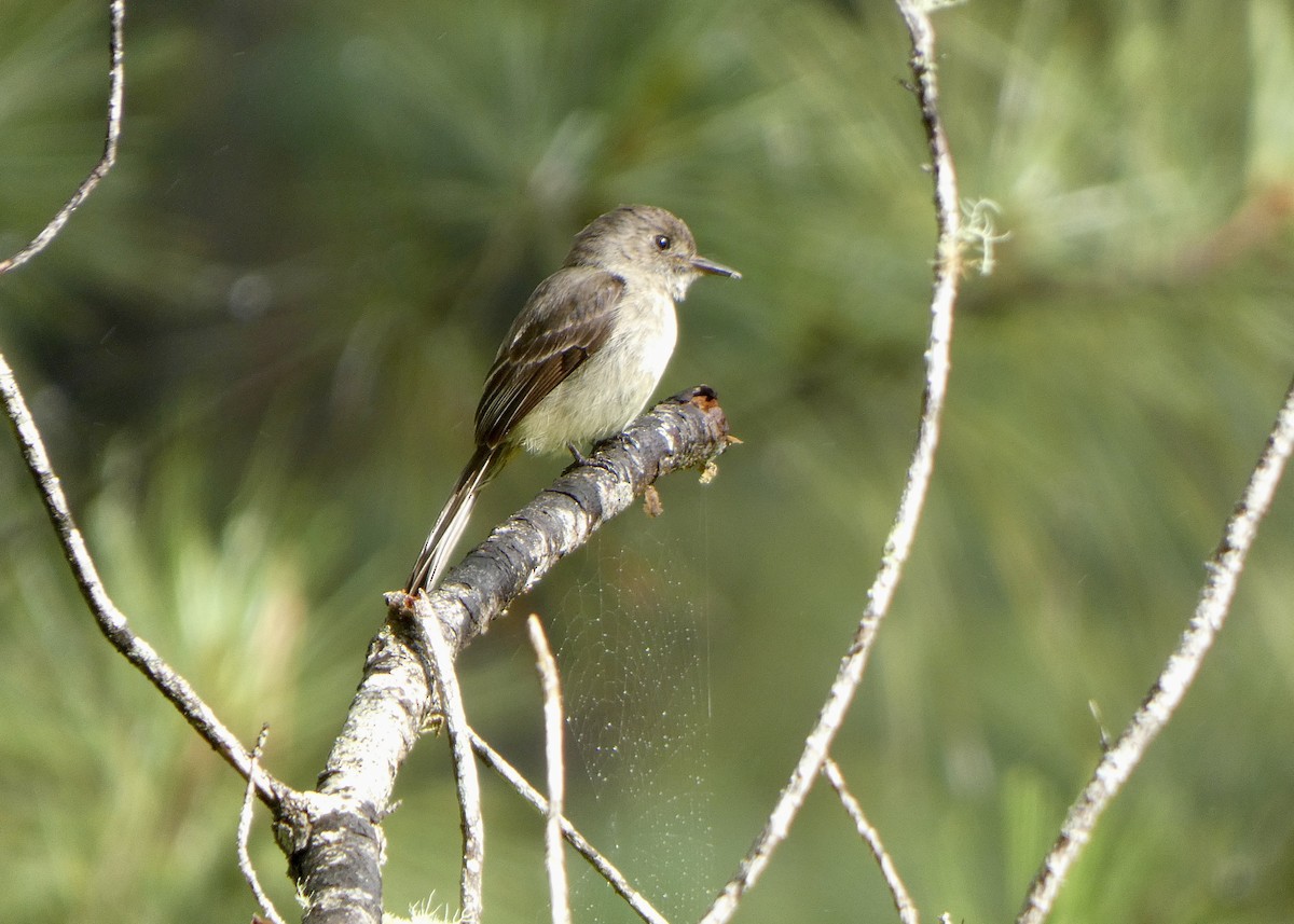 Hispaniolan Pewee - ML636438419