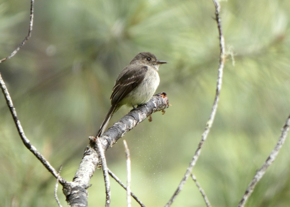 Hispaniolan Pewee - ML636438420