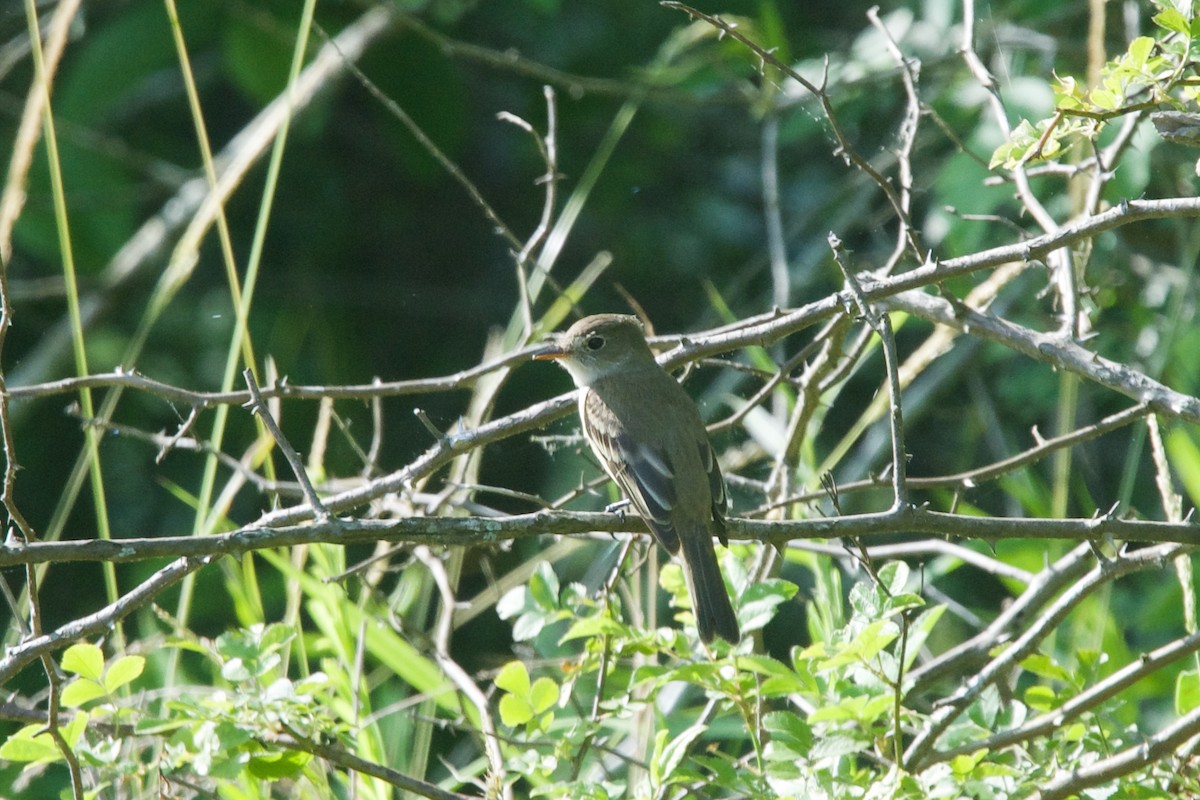 Alder/Willow Flycatcher (Traill's Flycatcher) - ML636438532