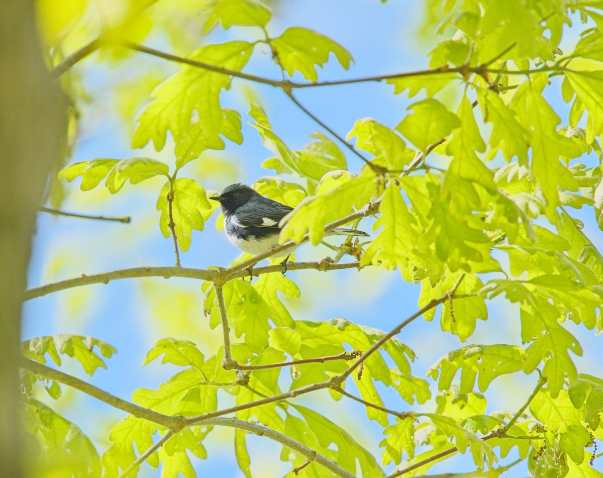 Black-throated Blue Warbler - ML636438608