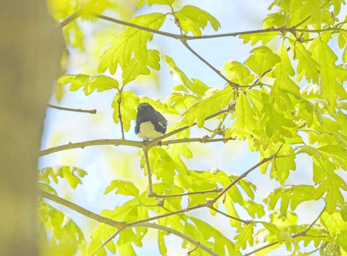 Black-throated Blue Warbler - ML636438609
