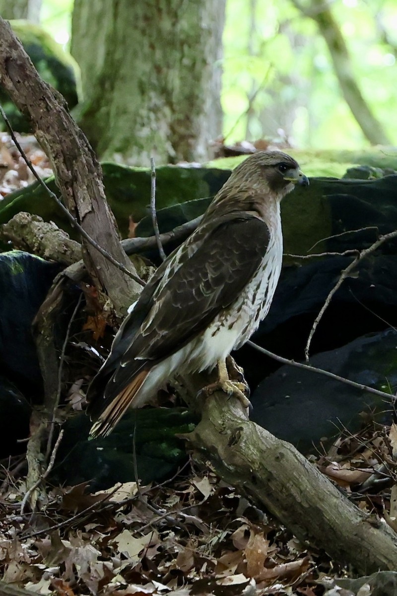 Red-tailed Hawk - ML636438738