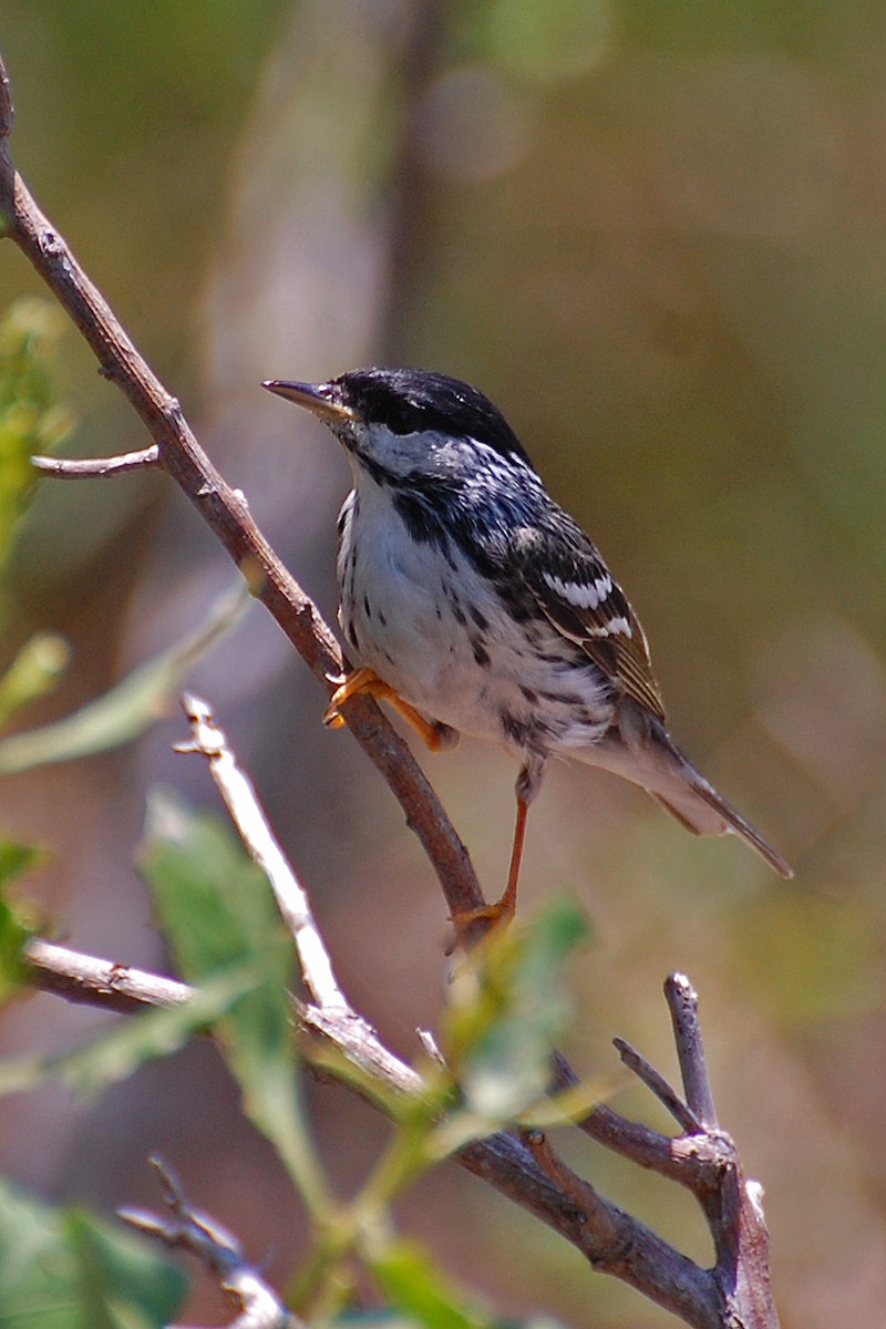 Blackpoll Warbler - ML63643881