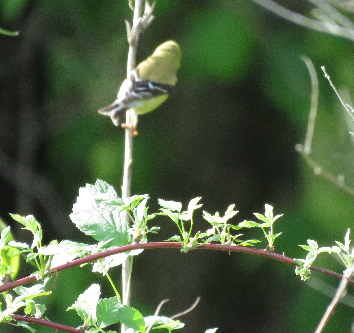 American Goldfinch - ML636438810