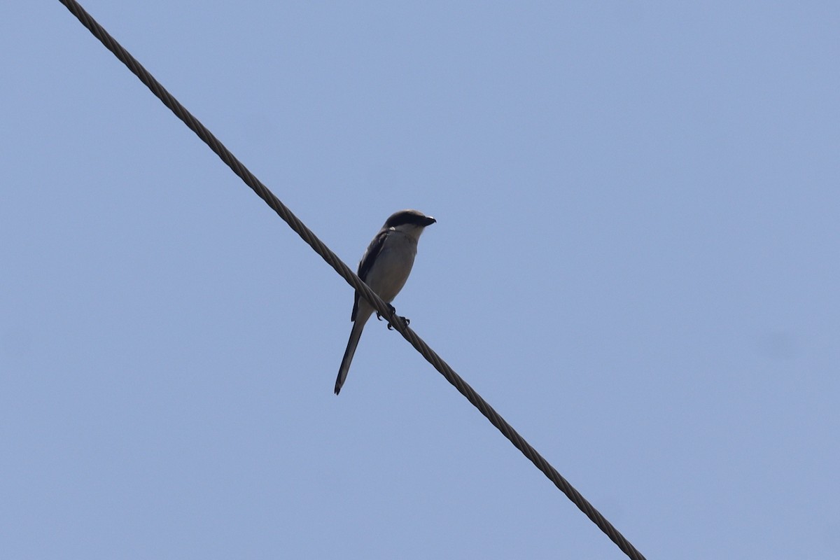 Pie-grièche migratrice - ML636438995