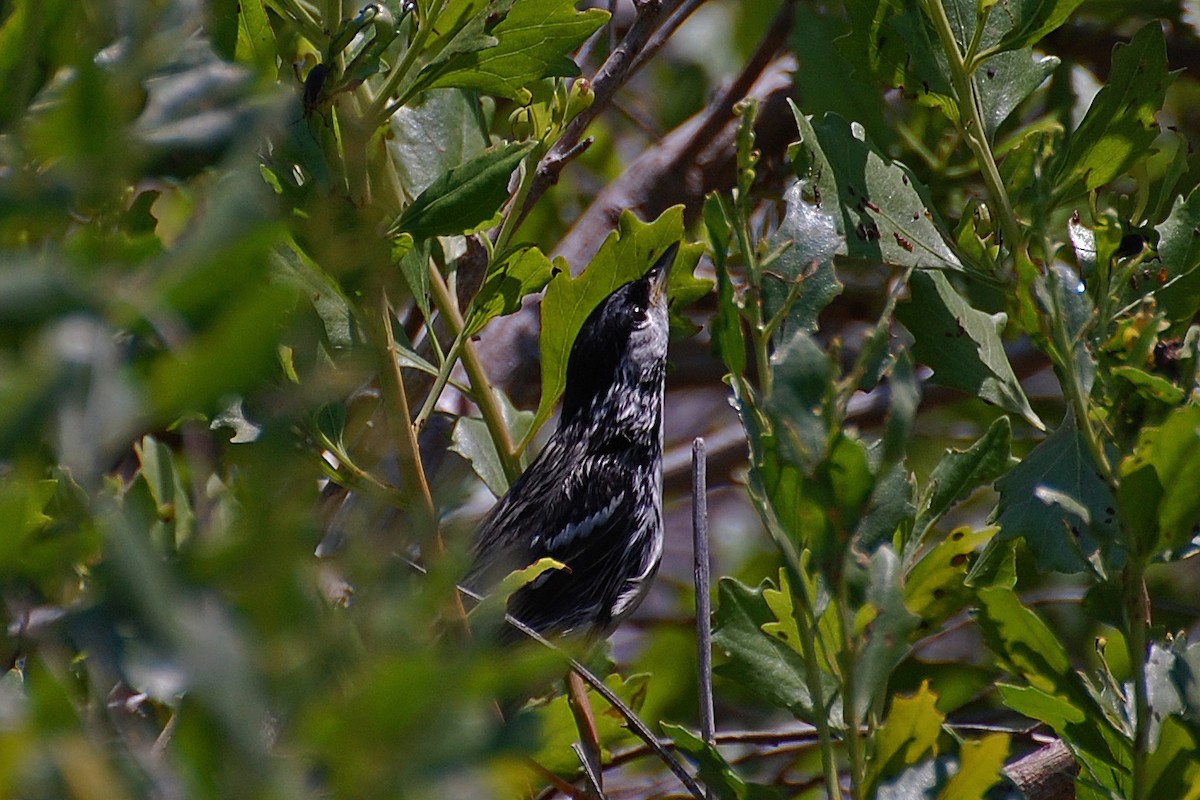 Blackpoll Warbler - ML63643901