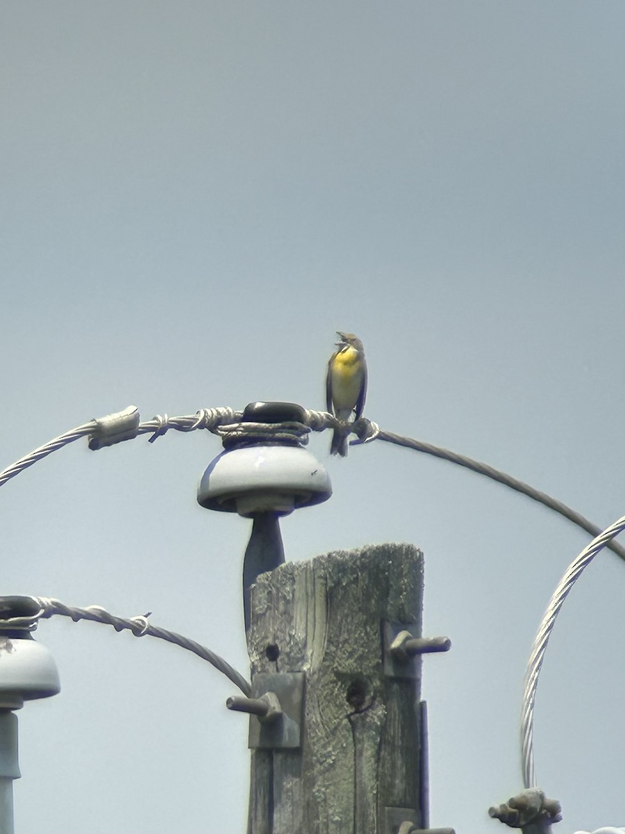 Dickcissel d'Amérique - ML636439031