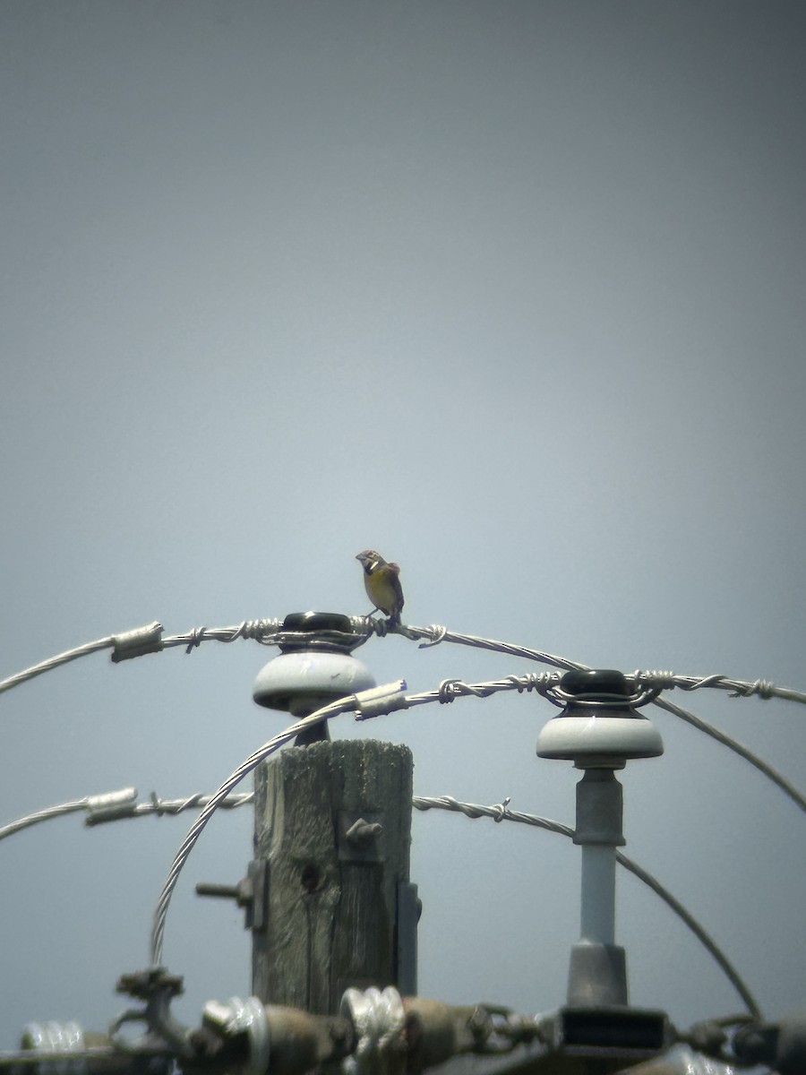 Dickcissel d'Amérique - ML636439032