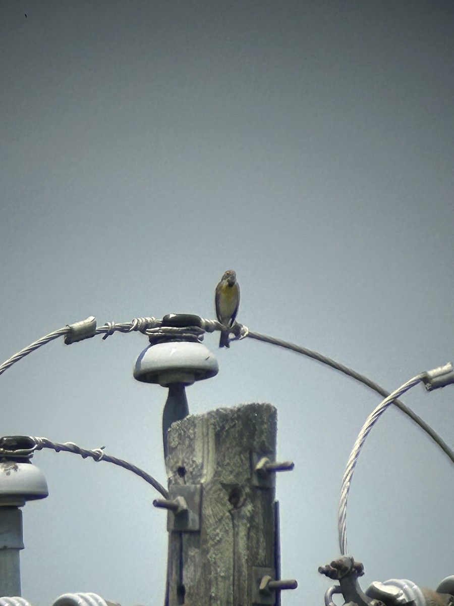 Dickcissel d'Amérique - ML636439033