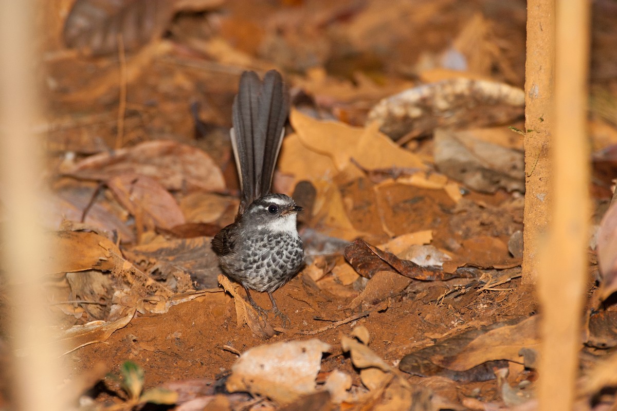New Caledonian Streaked Fantail - ML636439054