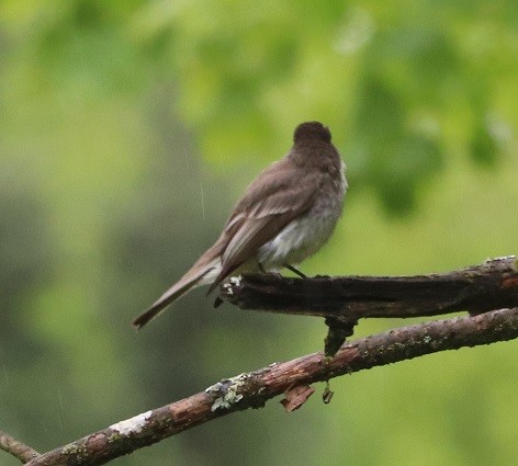tyranovec domácí - ML636439178