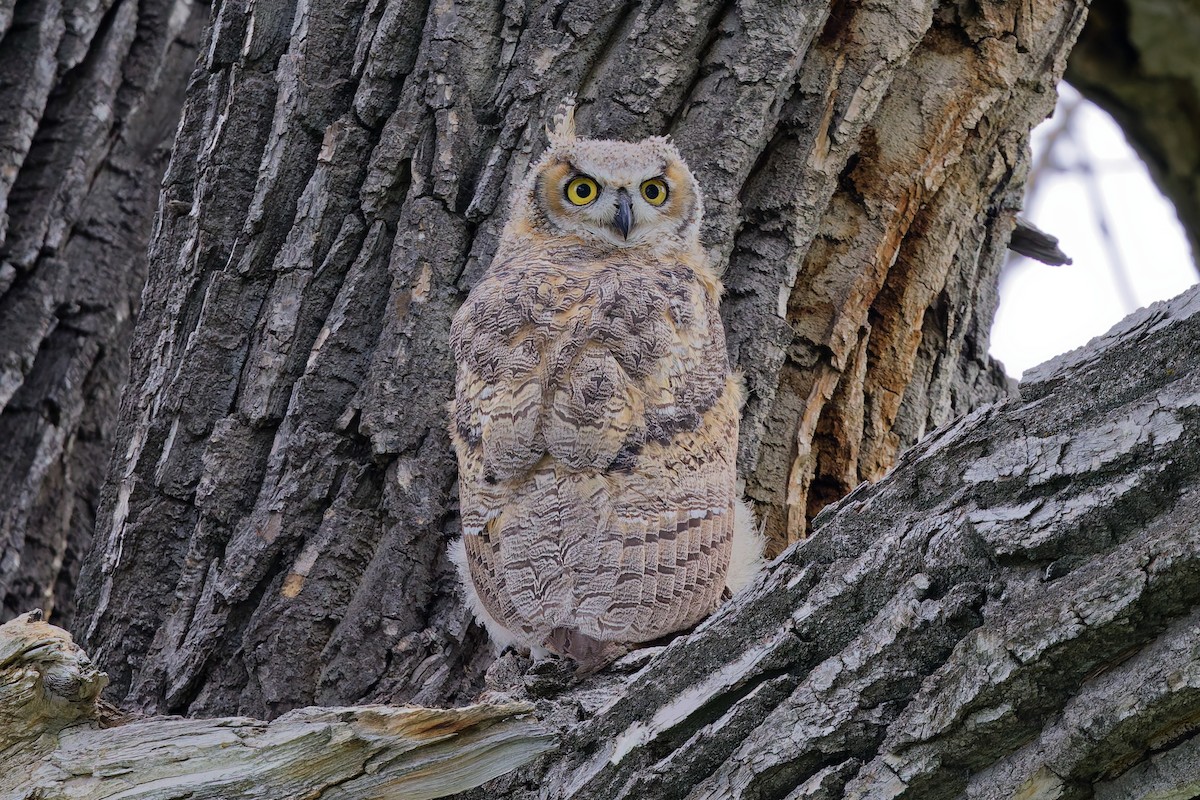 Виргинский филин - ML636439298