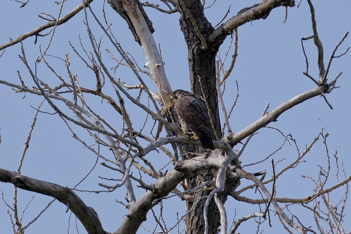 Сапсан - ML636439408