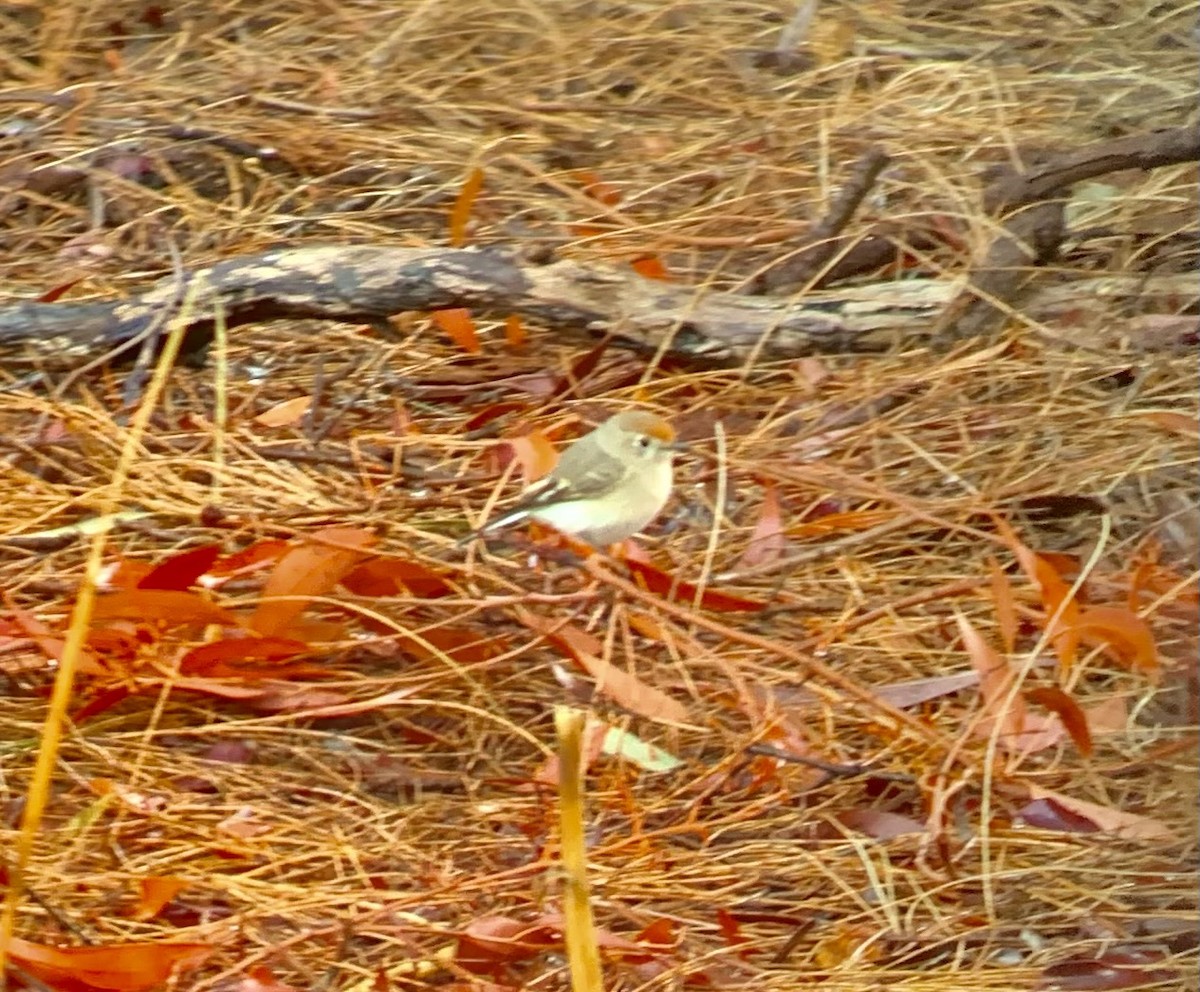 Red-capped Robin - ML636439424
