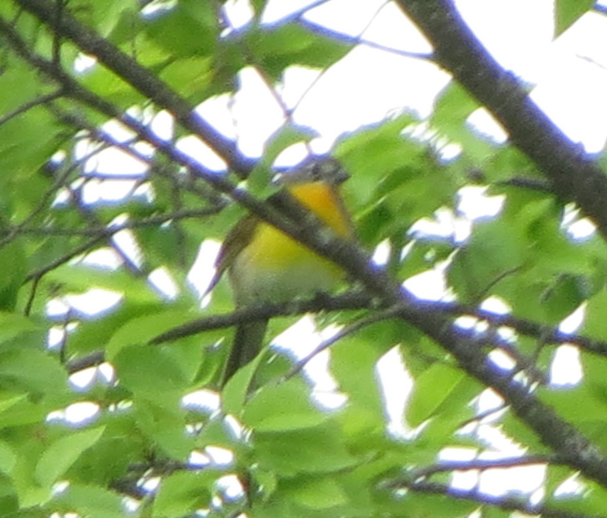 Yellow-breasted Chat - ML636439442