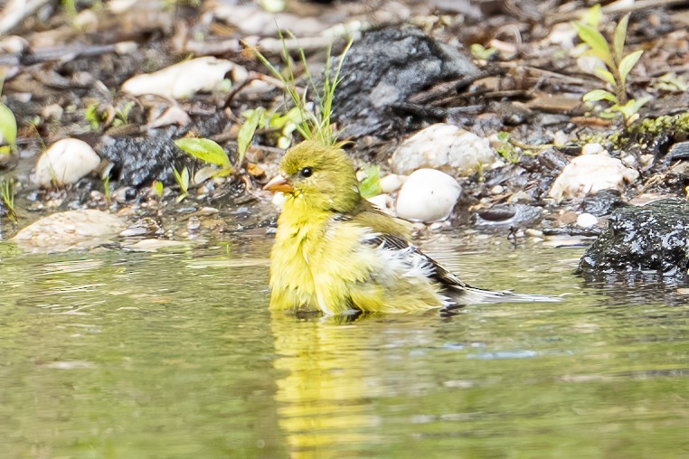 American Goldfinch - ML636439464