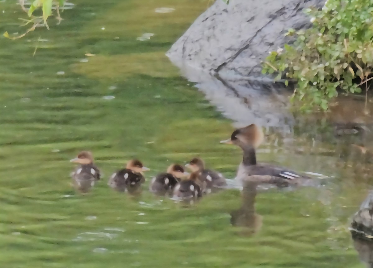 Hooded Merganser - ML636439497
