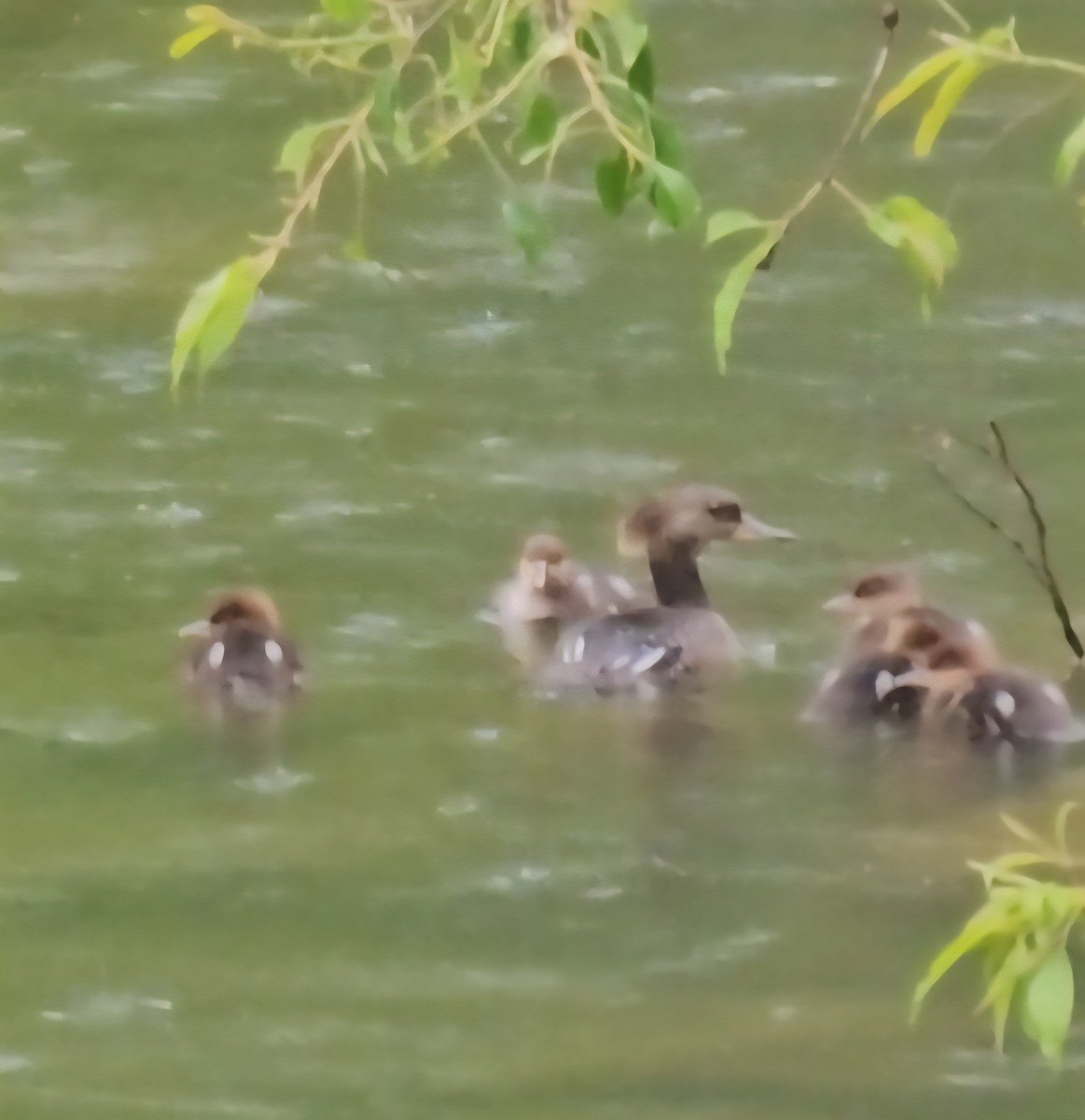 Hooded Merganser - ML636439531