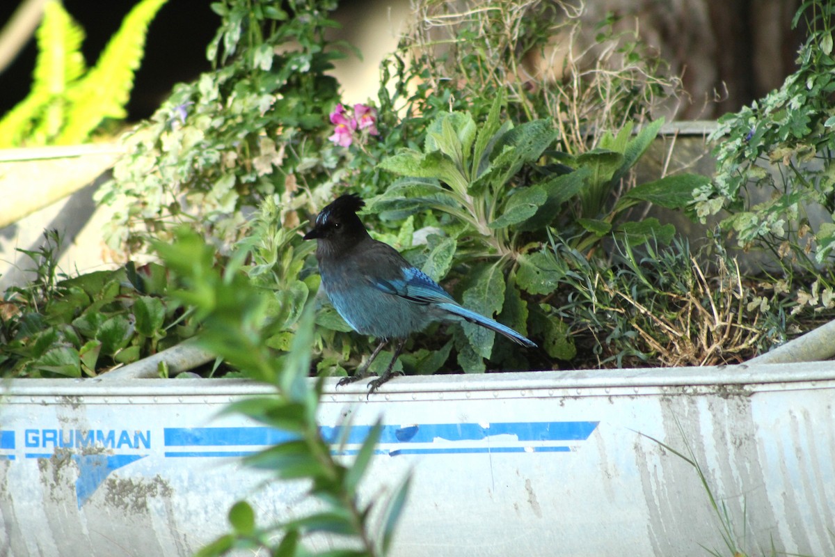Steller's Jay - ML636439543