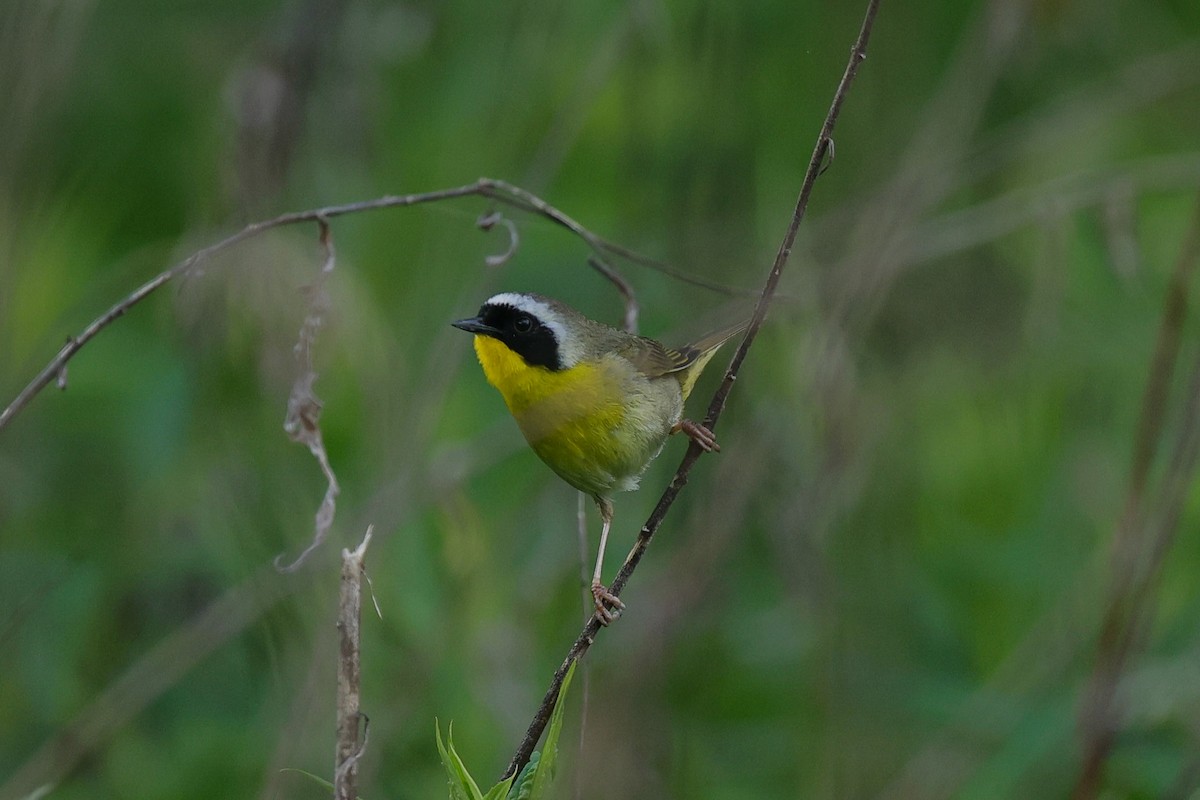 Common Yellowthroat - ML636439546