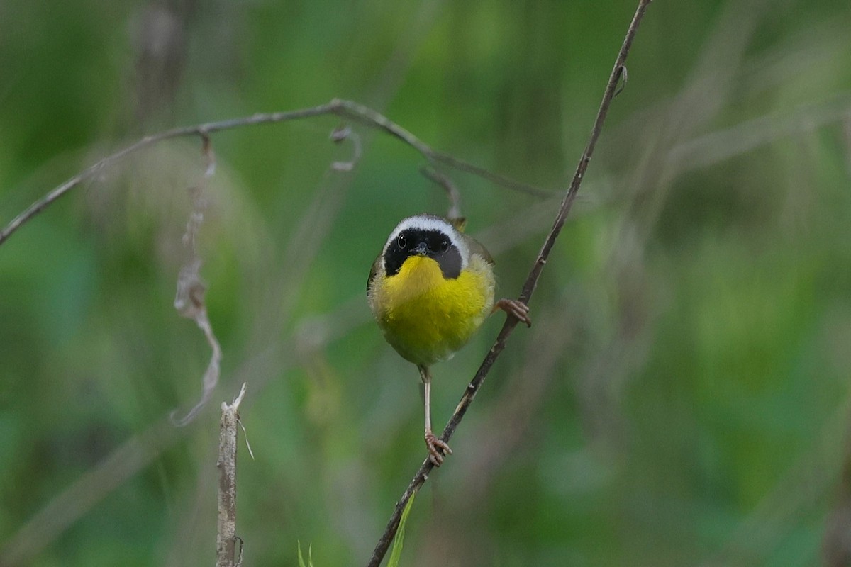 Common Yellowthroat - ML636439547