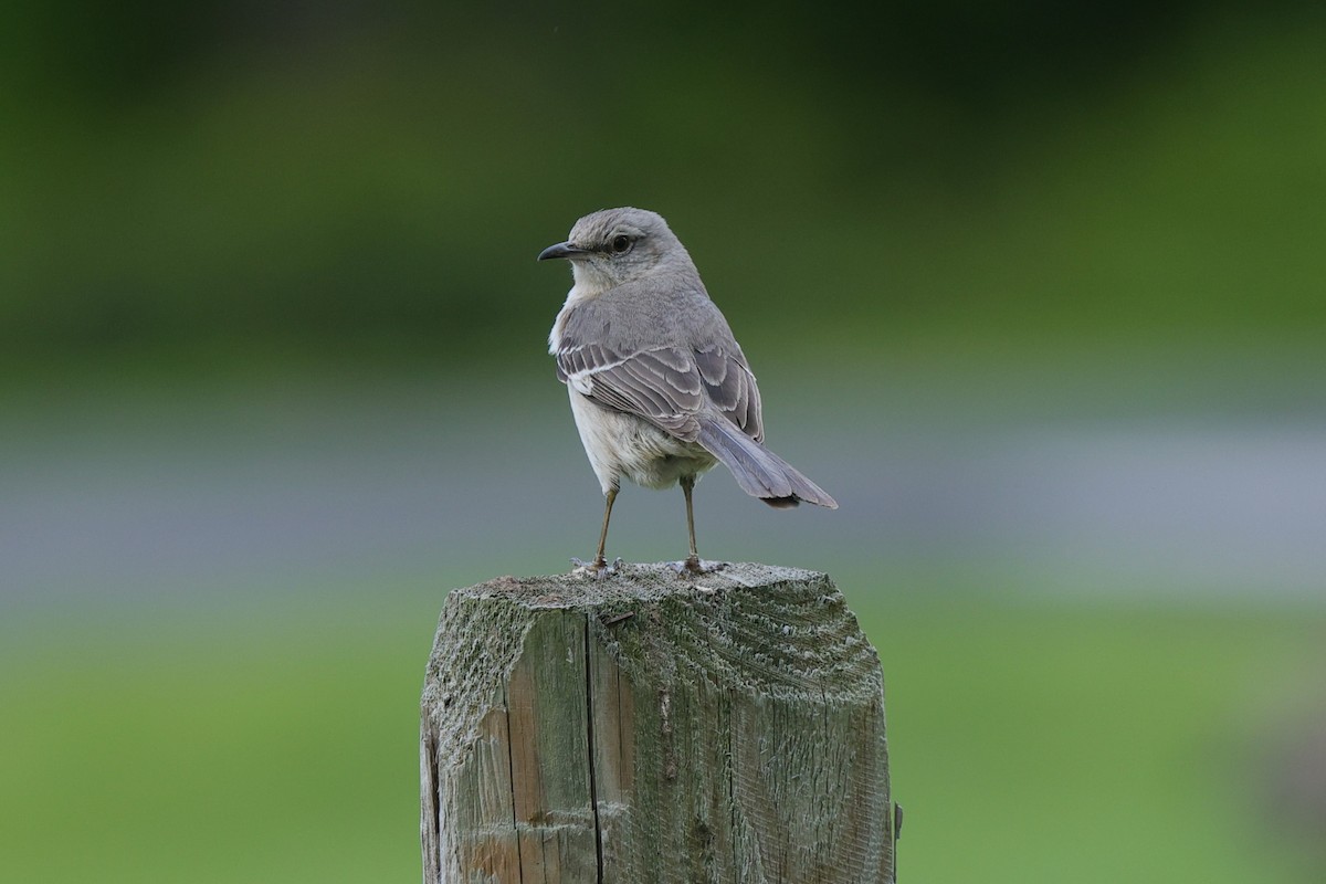 Northern Mockingbird - ML636439550