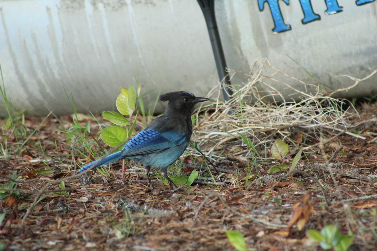 Steller's Jay - ML636439569