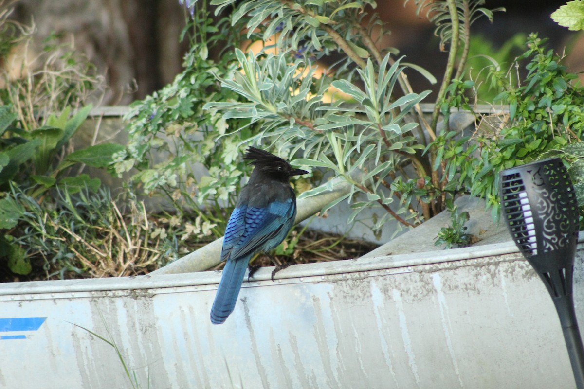 Steller's Jay - ML636439596