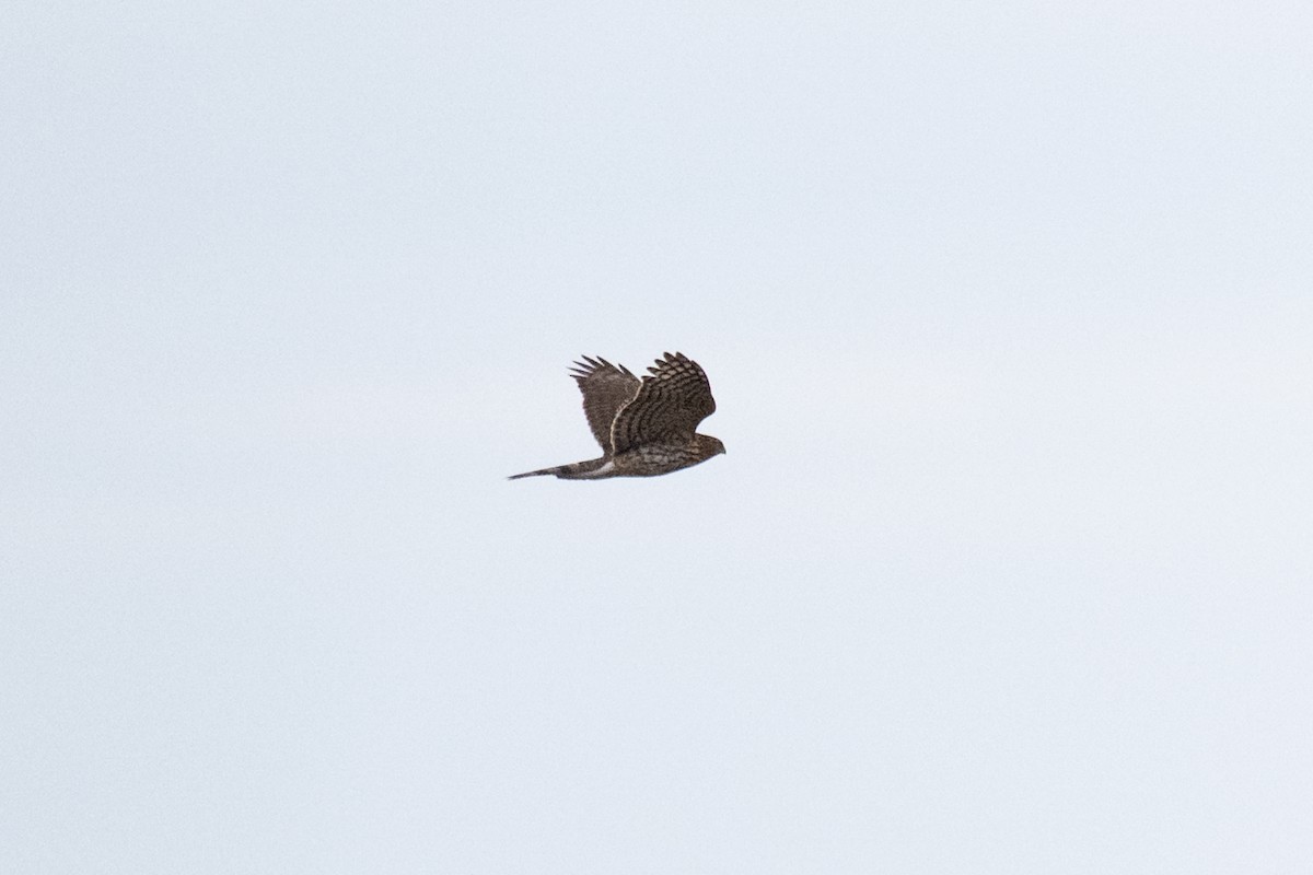 Sharp-shinned Hawk - ML636439665