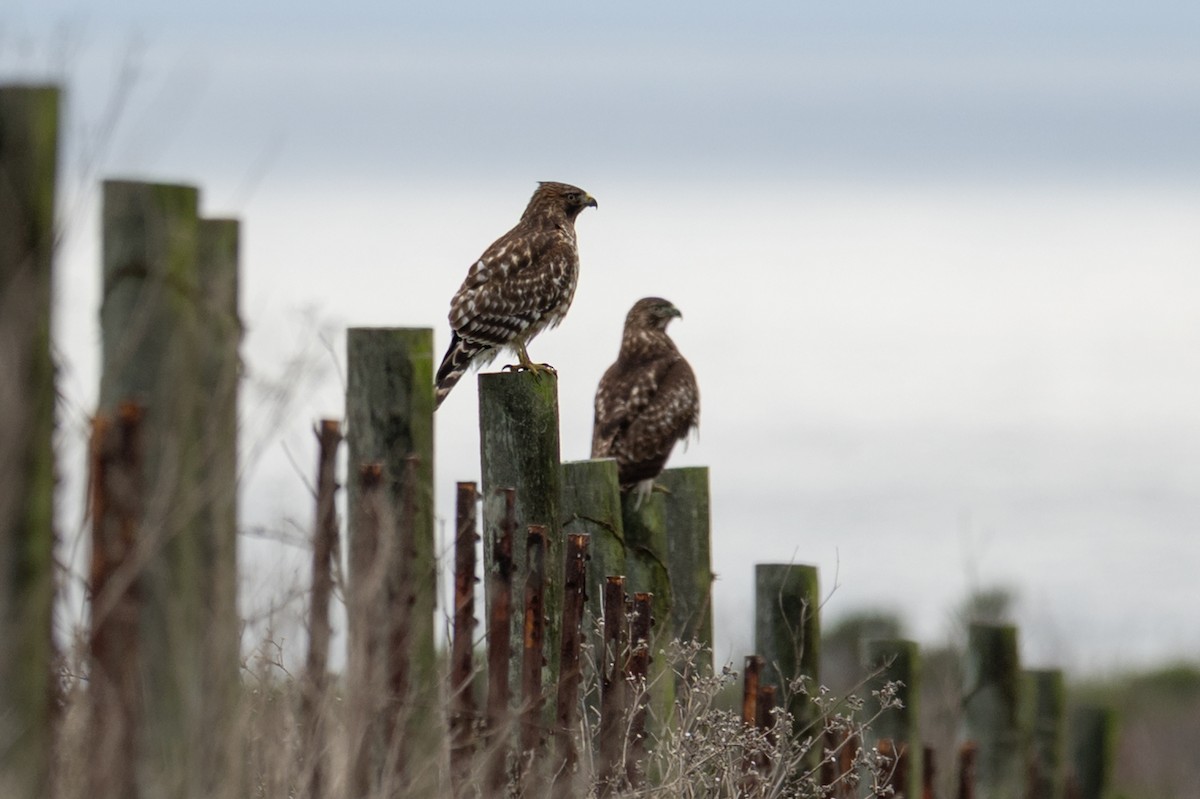 Red-shouldered Hawk - ML636439670