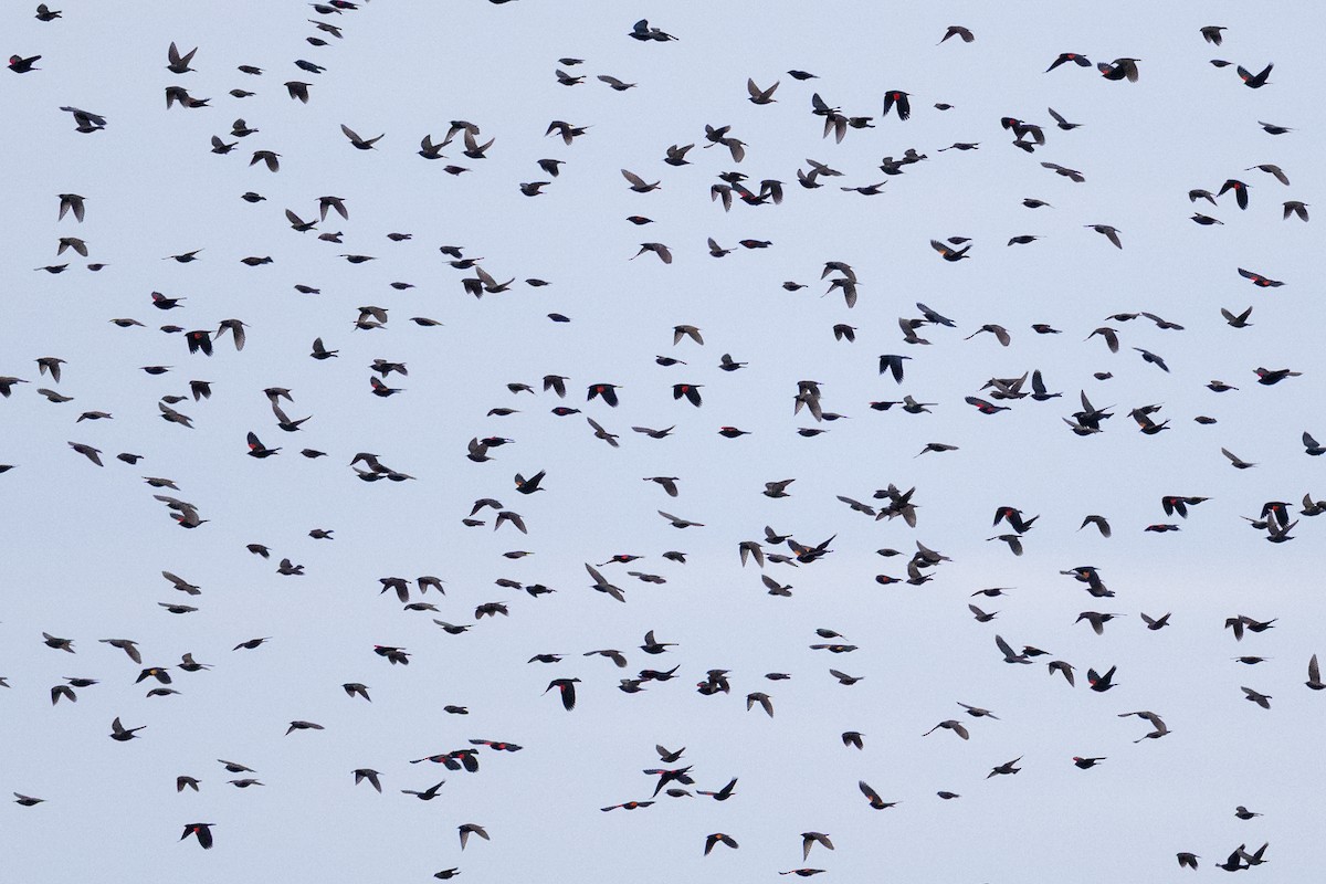 Red-winged Blackbird - ML636439674