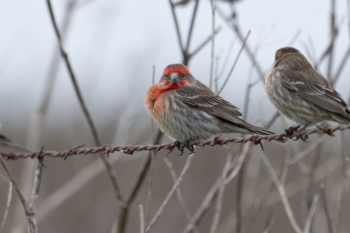 House Finch - ML636439681