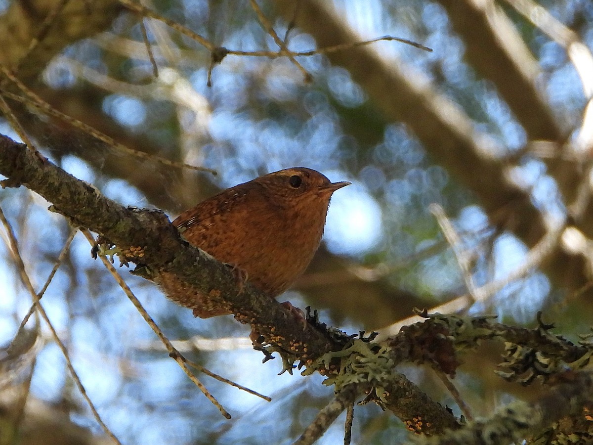 タイヘイミソサザイ - ML636439737