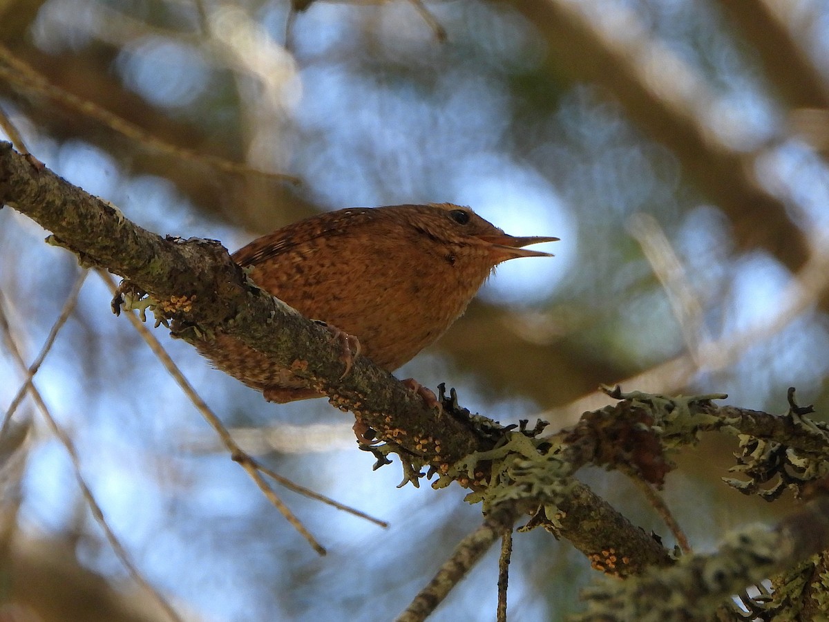 タイヘイミソサザイ - ML636439738