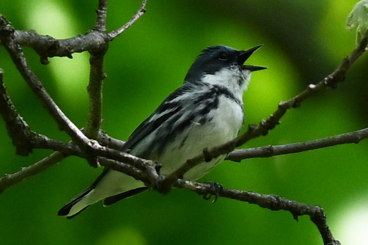 Paruline azurée - ML636439742