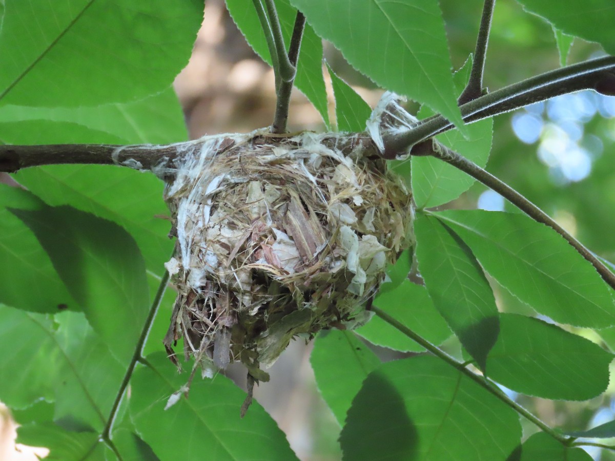 Red-eyed Vireo - ML636439758