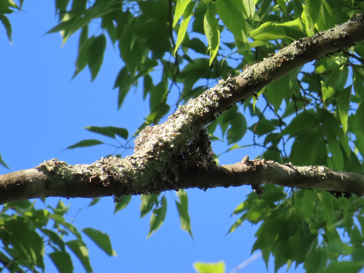 Eastern Wood-Pewee - ML636439799