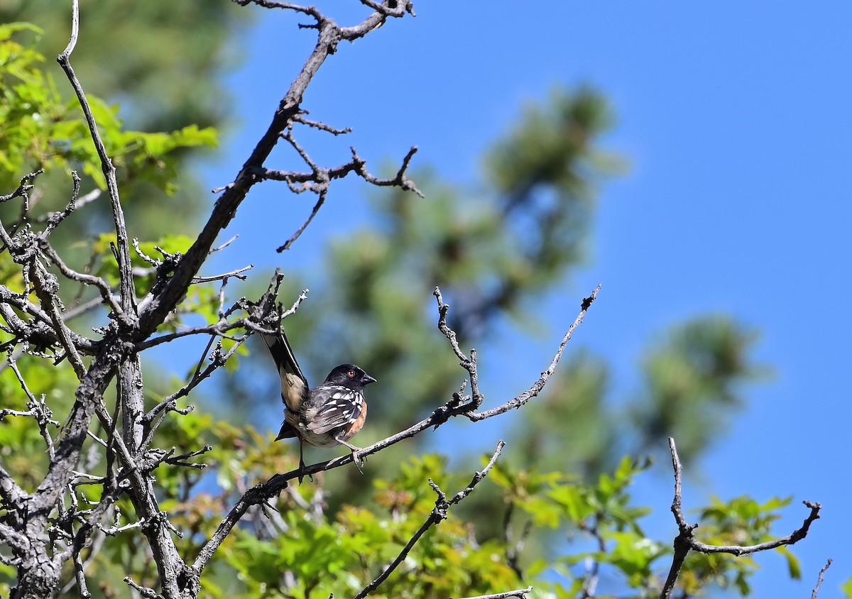 Spotted Towhee - ML636439808