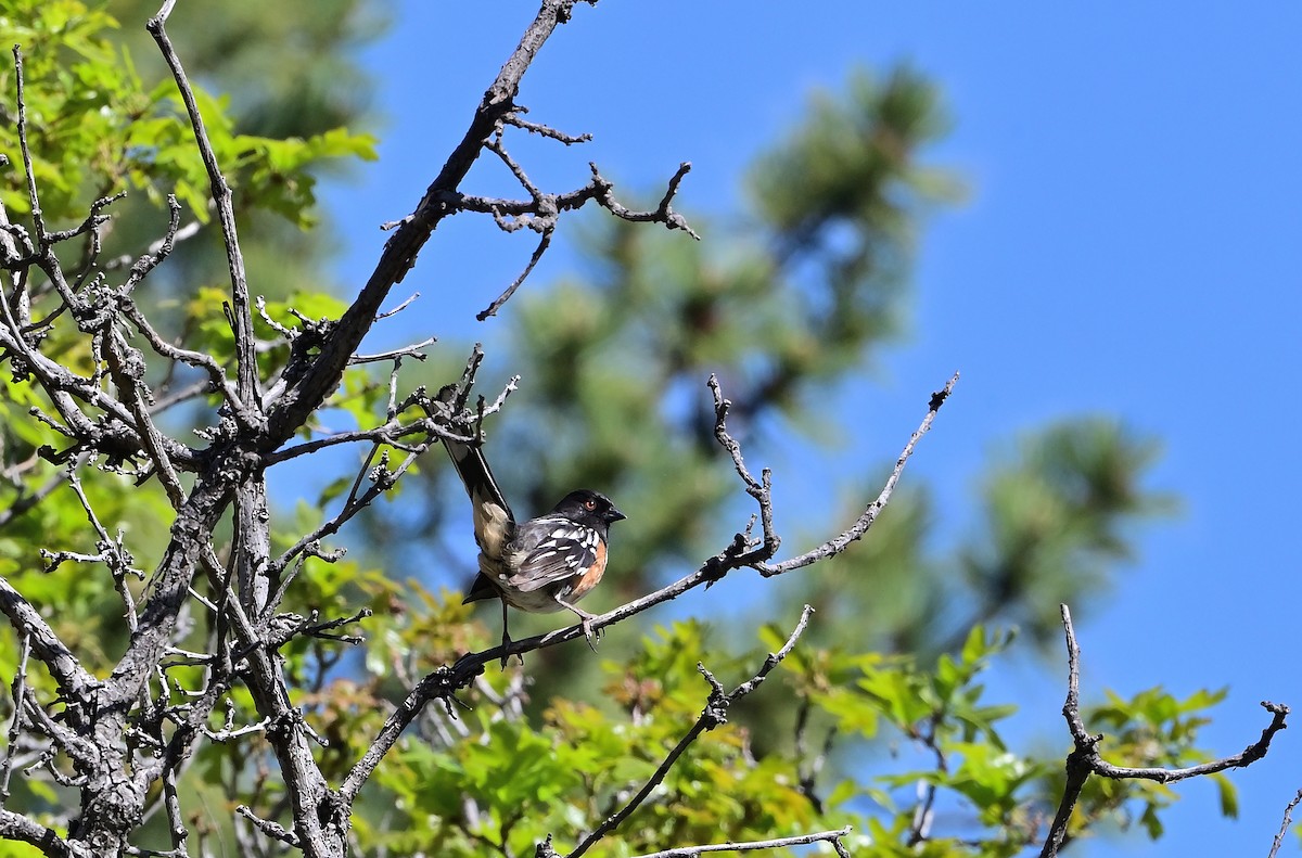 Spotted Towhee - ML636439809