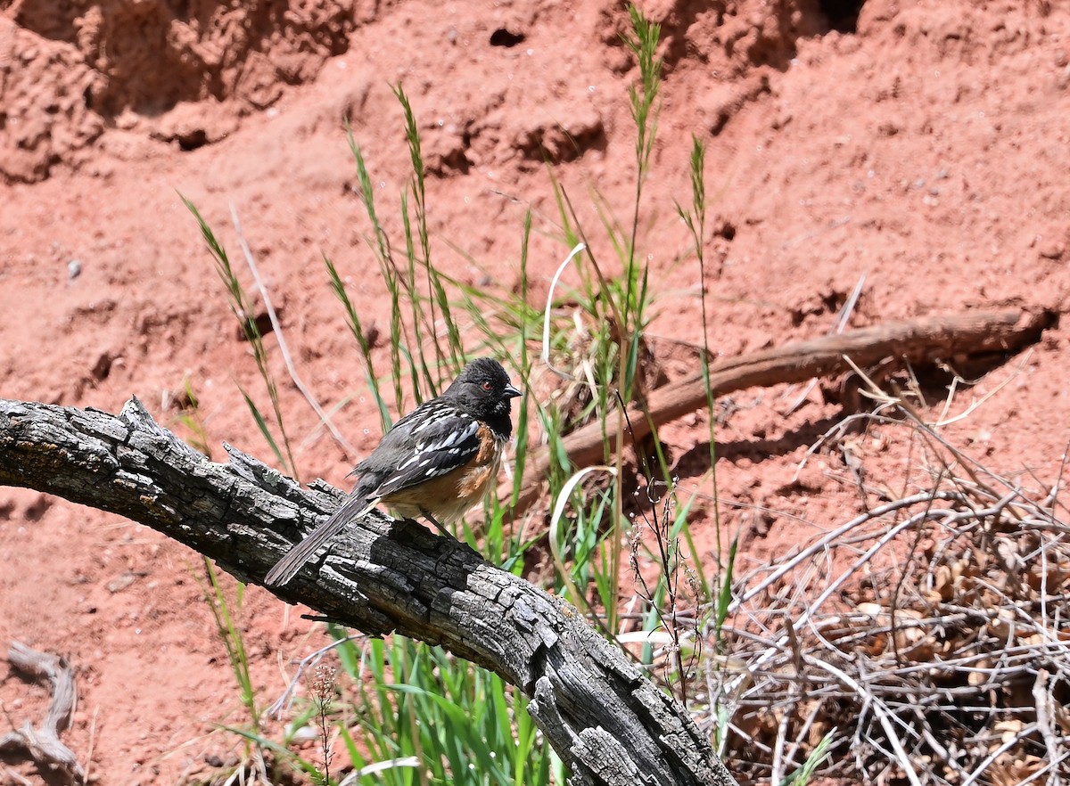 Spotted Towhee - ML636439810