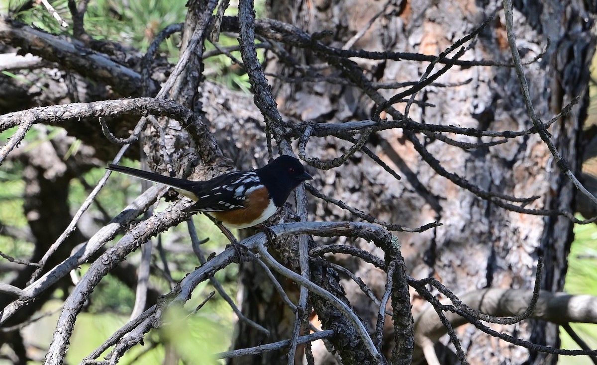 Spotted Towhee - ML636439811